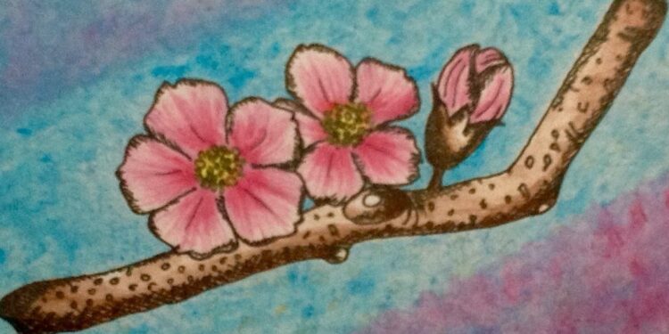 ДРАГИЦА ОХАШИ: ЗВЈЕЗДАНА АВЛИЈА